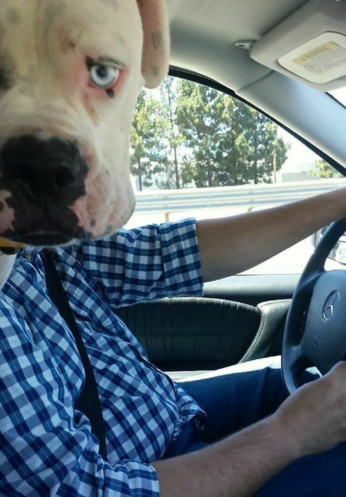 89 Funny Times Pets Crashed Photos And Totally Stole The Show