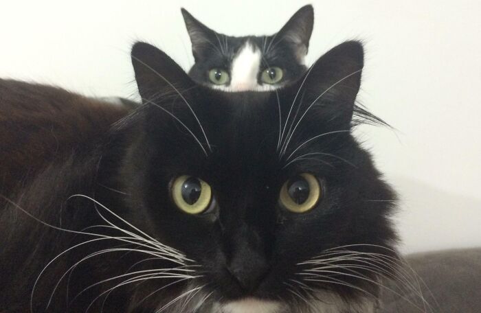 89 Funny Times Pets Crashed Photos And Totally Stole The Show