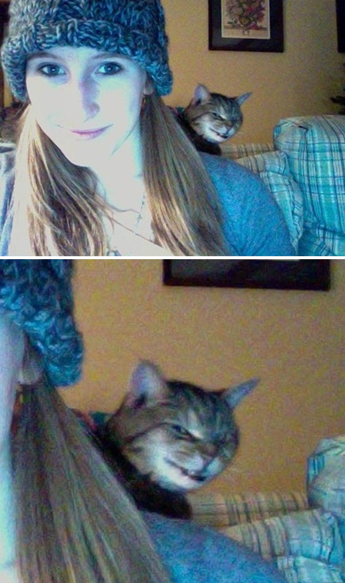 89 Funny Times Pets Crashed Photos And Totally Stole The Show