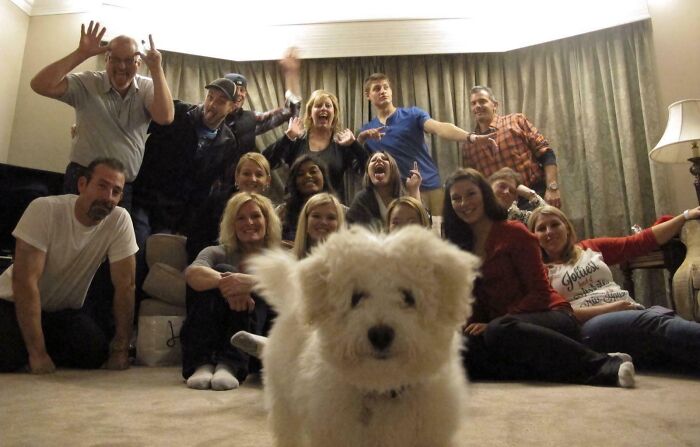 89 Funny Times Pets Crashed Photos And Totally Stole The Show