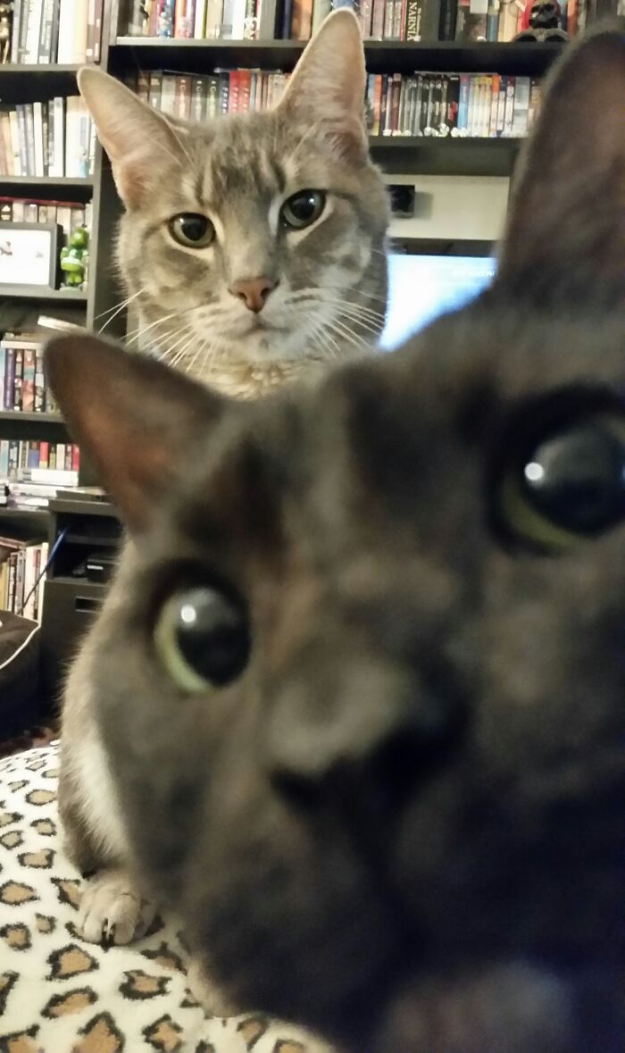 89 Funny Times Pets Crashed Photos And Totally Stole The Show