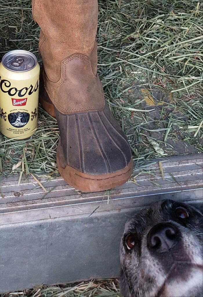 89 Funny Times Pets Crashed Photos And Totally Stole The Show