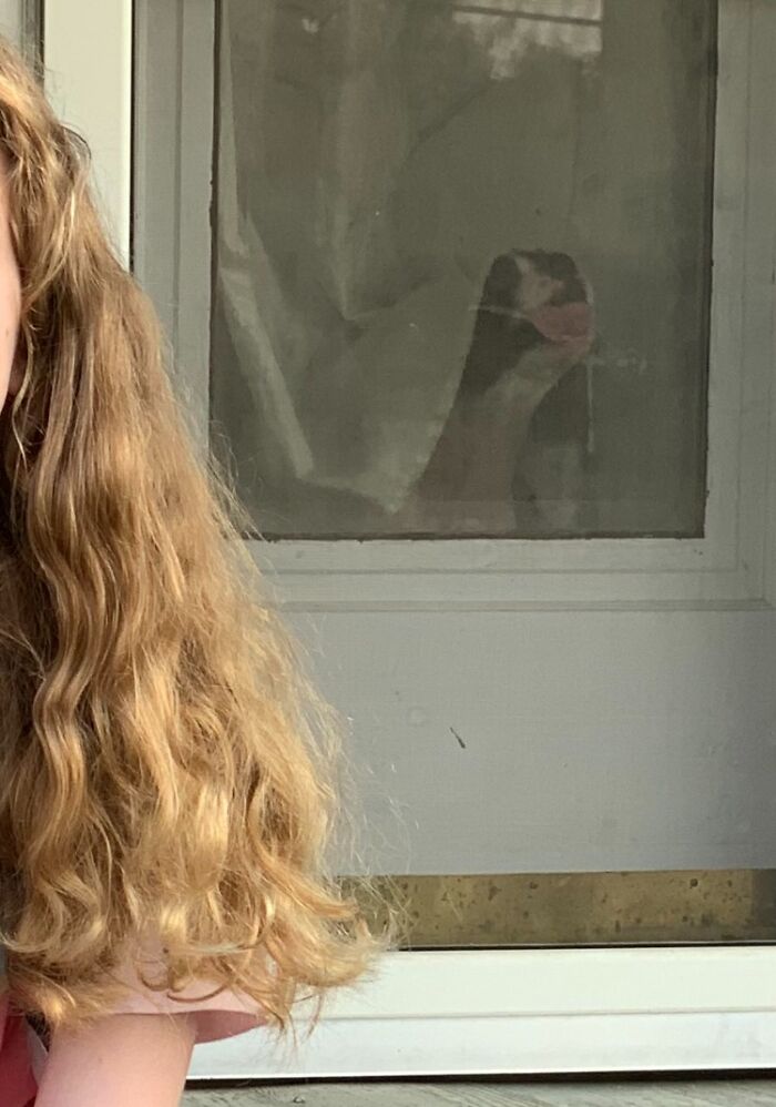 89 Funny Times Pets Crashed Photos And Totally Stole The Show