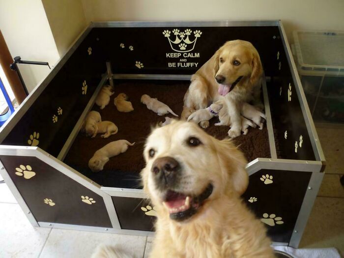 89 Funny Times Pets Crashed Photos And Totally Stole The Show