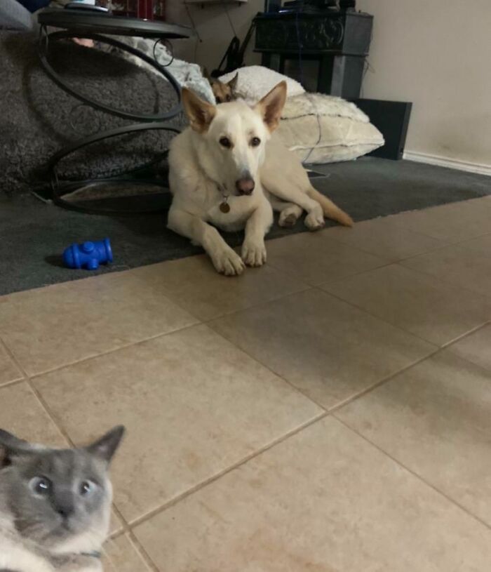 89 Funny Times Pets Crashed Photos And Totally Stole The Show