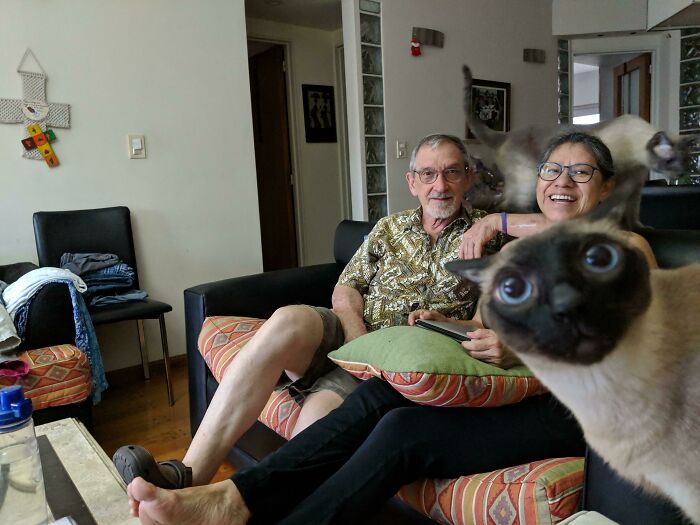89 Funny Times Pets Crashed Photos And Totally Stole The Show