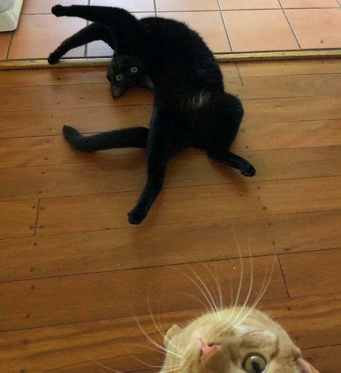 89 Funny Times Pets Crashed Photos And Totally Stole The Show