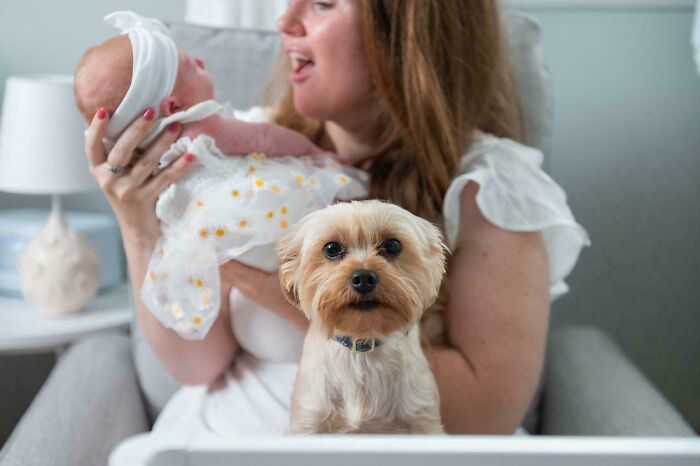 89 Funny Times Pets Crashed Photos And Totally Stole The Show