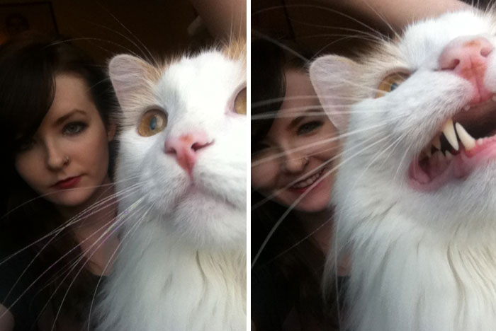 89 Funny Times Pets Crashed Photos And Totally Stole The Show