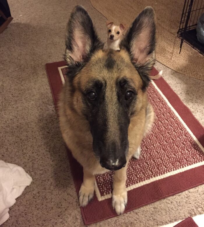 89 Funny Times Pets Crashed Photos And Totally Stole The Show