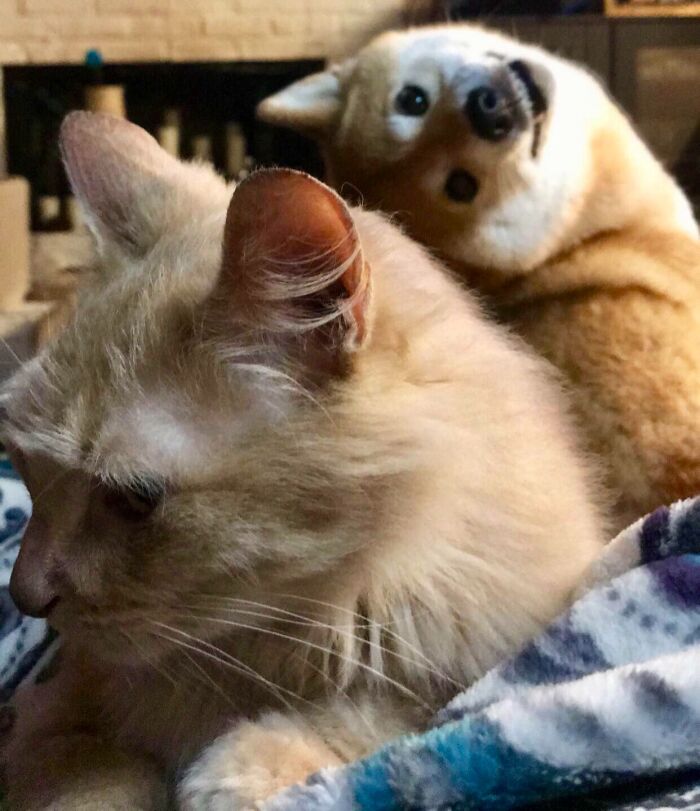 89 Funny Times Pets Crashed Photos And Totally Stole The Show
