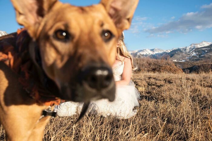 89 Funny Times Pets Crashed Photos And Totally Stole The Show