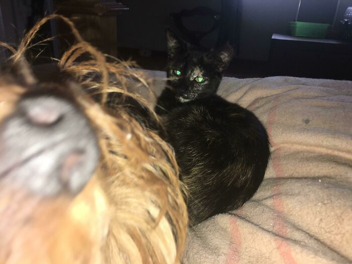 89 Funny Times Pets Crashed Photos And Totally Stole The Show
