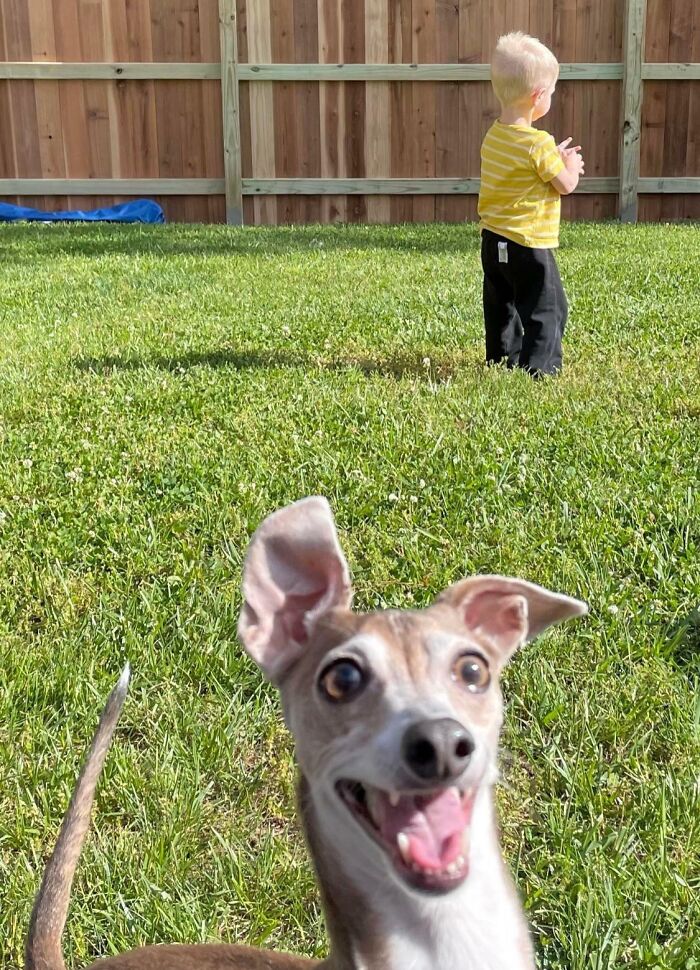 89 Funny Times Pets Crashed Photos And Totally Stole The Show