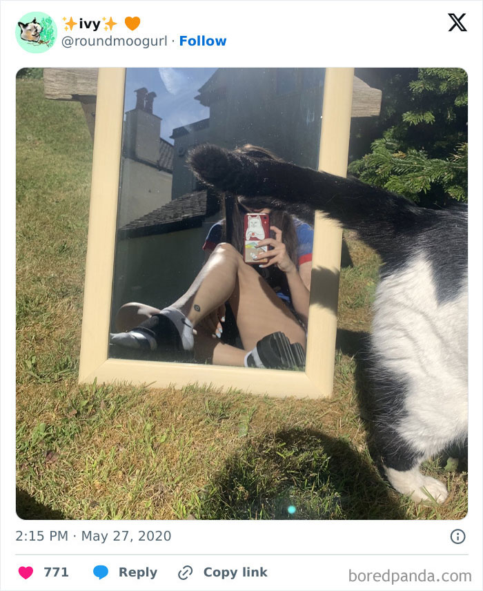 89 Funny Times Pets Crashed Photos And Totally Stole The Show