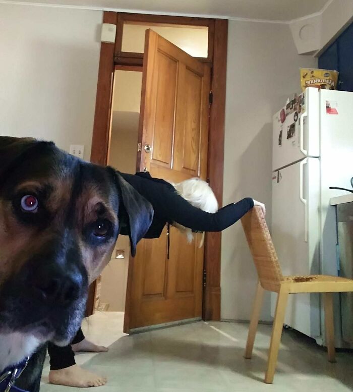 89 Funny Times Pets Crashed Photos And Totally Stole The Show