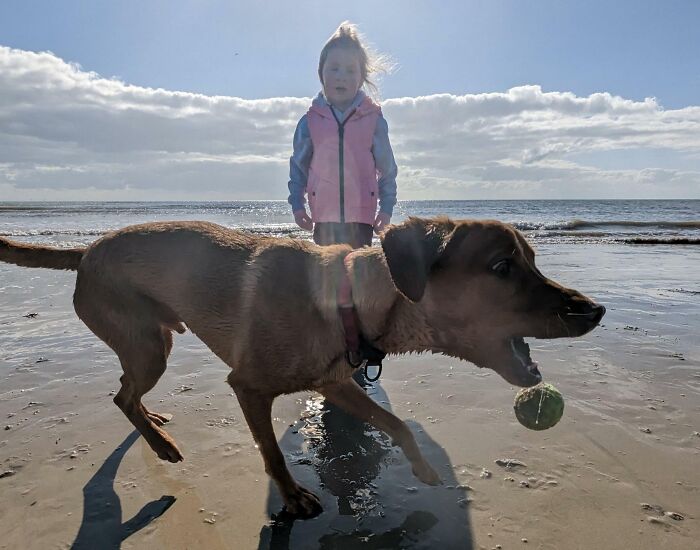 89 Funny Times Pets Crashed Photos And Totally Stole The Show