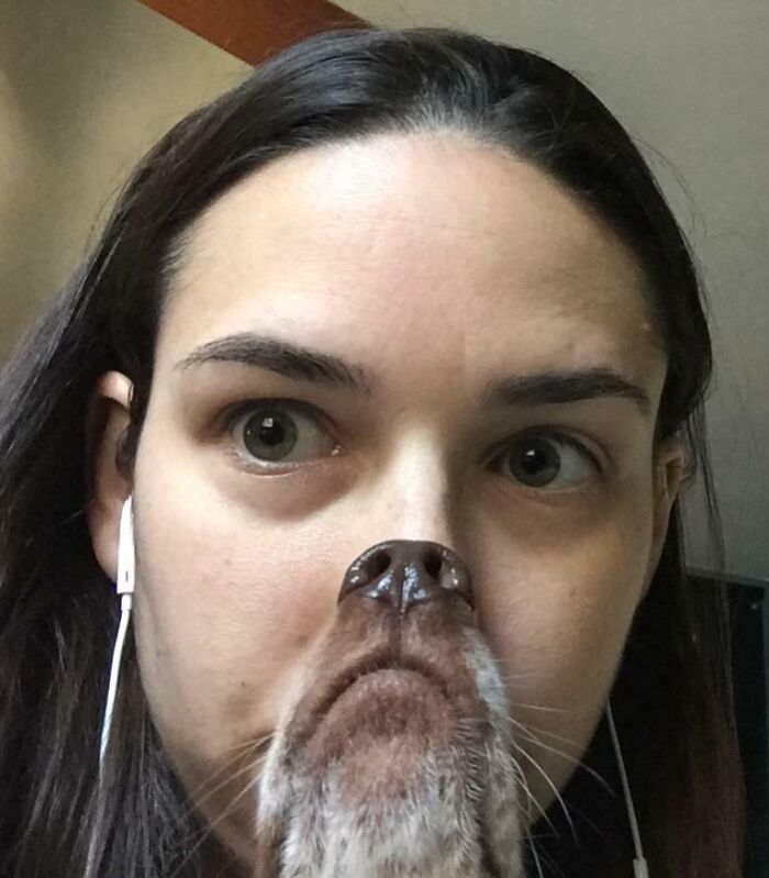 89 Funny Times Pets Crashed Photos And Totally Stole The Show