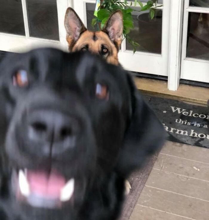 89 Funny Times Pets Crashed Photos And Totally Stole The Show