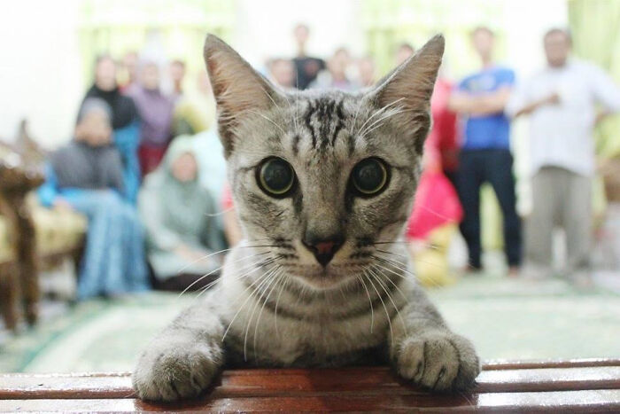 89 Funny Times Pets Crashed Photos And Totally Stole The Show