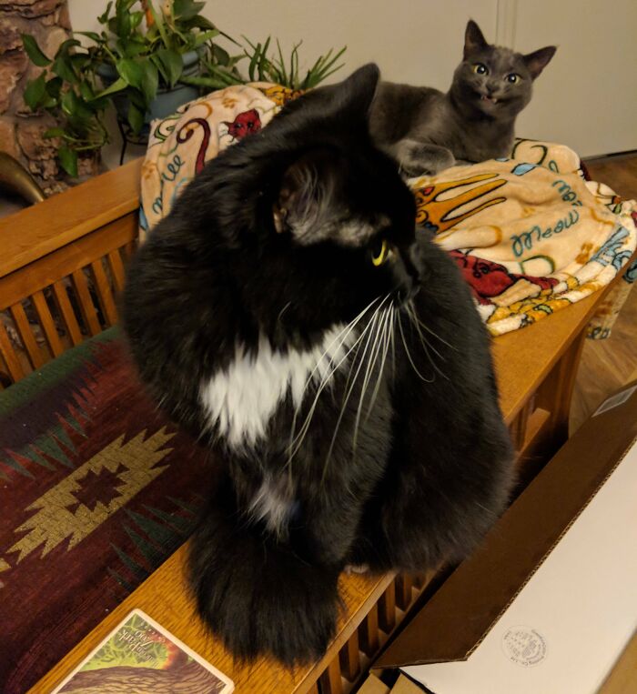 89 Funny Times Pets Crashed Photos And Totally Stole The Show