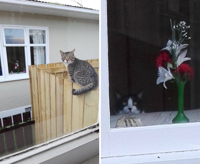 89 Funny Times Pets Crashed Photos And Totally Stole The Show