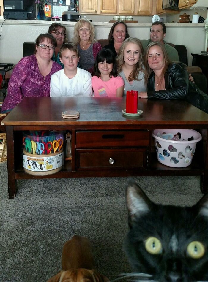 89 Funny Times Pets Crashed Photos And Totally Stole The Show