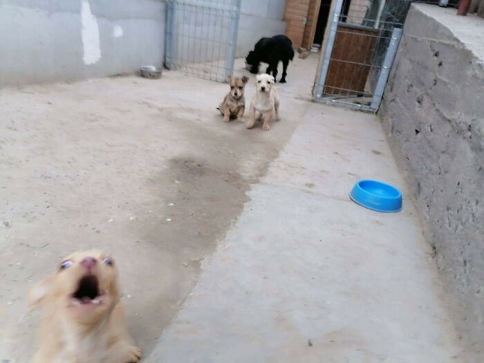 89 Funny Times Pets Crashed Photos And Totally Stole The Show