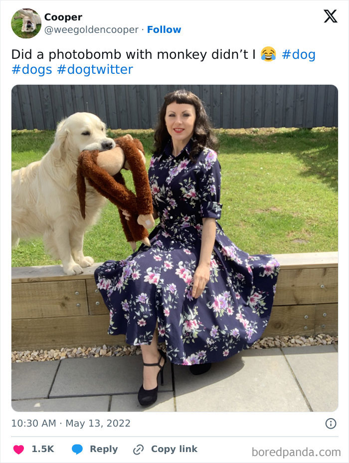 89 Funny Times Pets Crashed Photos And Totally Stole The Show