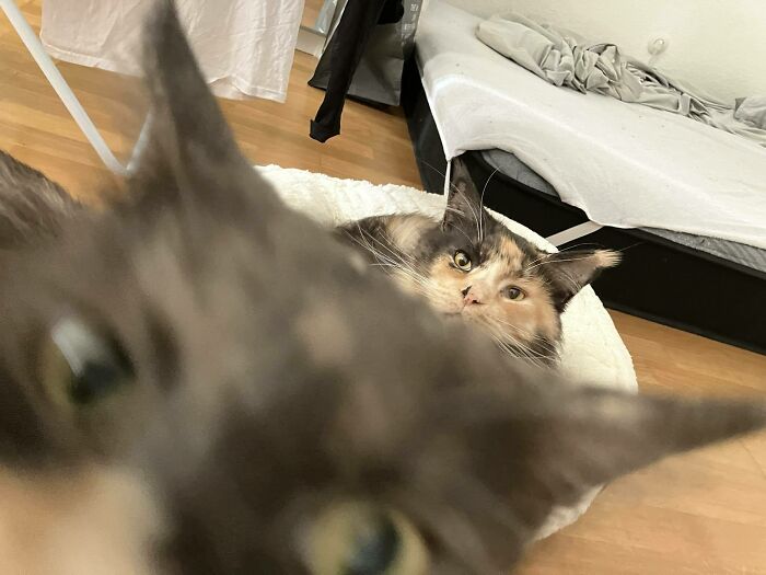 89 Funny Times Pets Crashed Photos And Totally Stole The Show