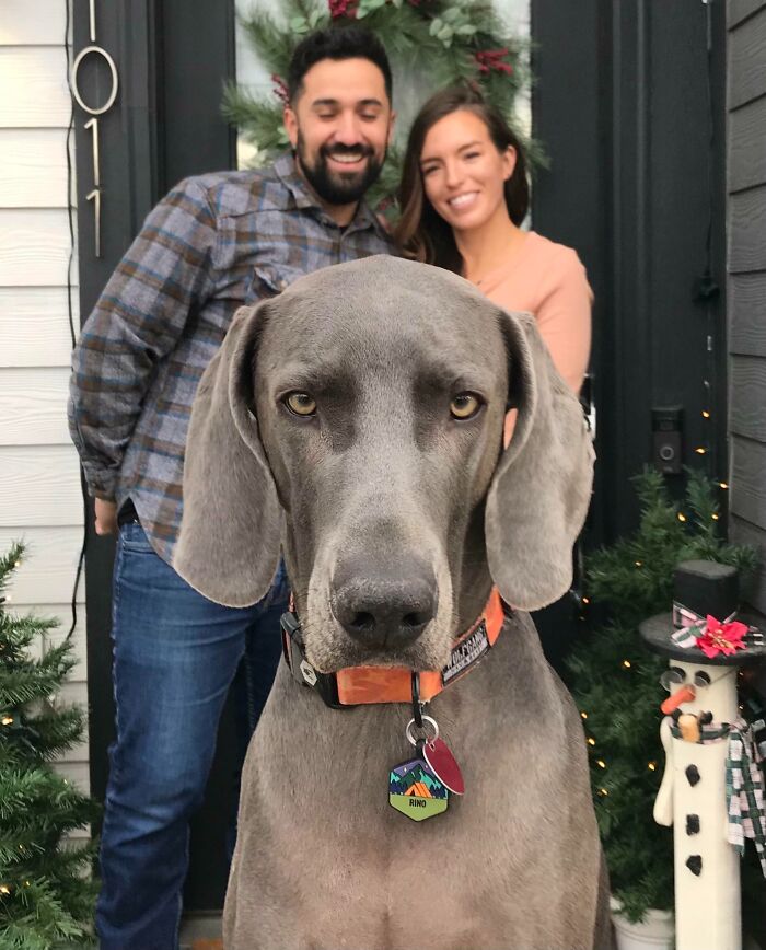 89 Funny Times Pets Crashed Photos And Totally Stole The Show