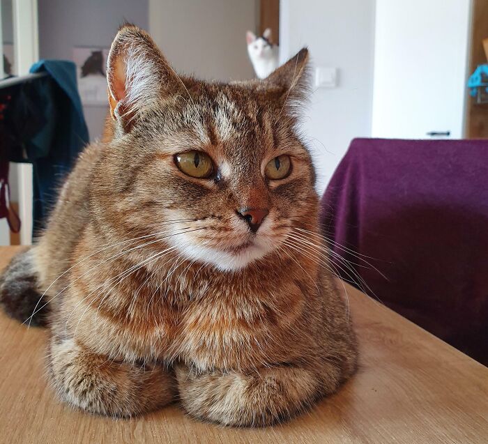 89 Funny Times Pets Crashed Photos And Totally Stole The Show