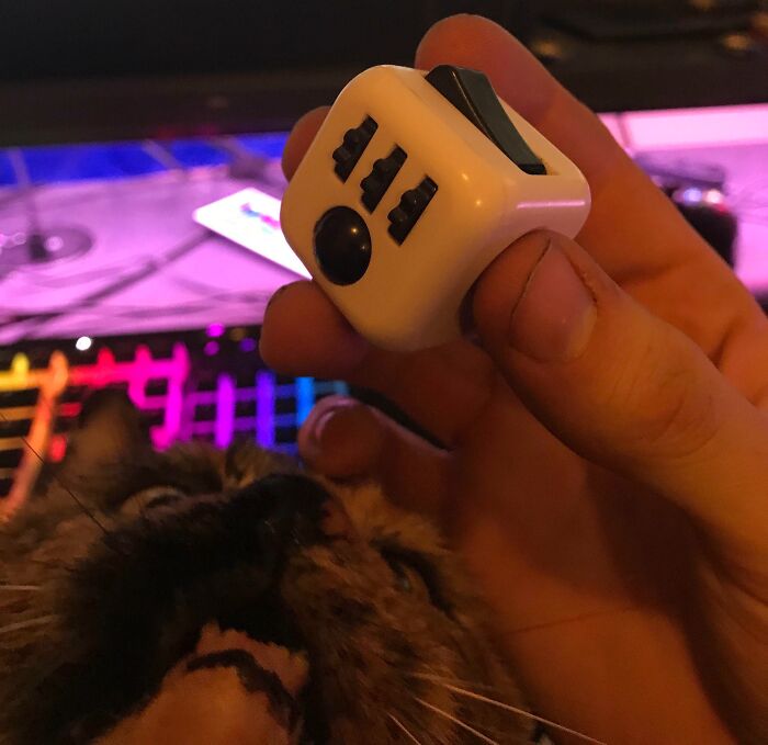 89 Funny Times Pets Crashed Photos And Totally Stole The Show