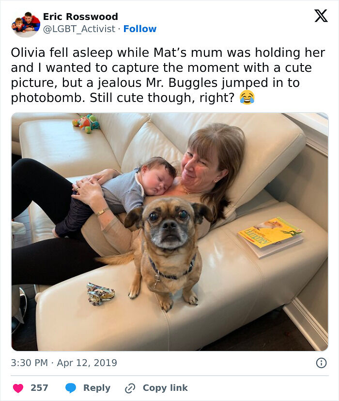 89 Funny Times Pets Crashed Photos And Totally Stole The Show