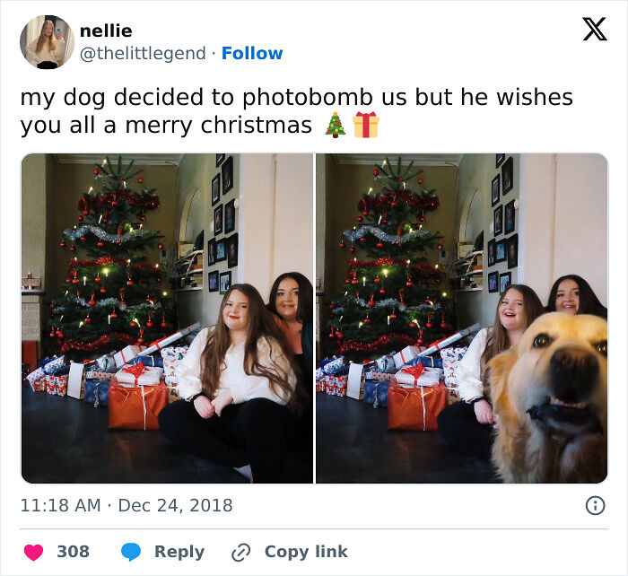 89 Funny Times Pets Crashed Photos And Totally Stole The Show