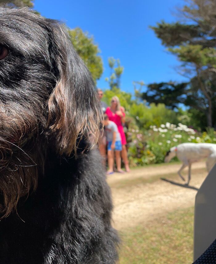 89 Funny Times Pets Crashed Photos And Totally Stole The Show