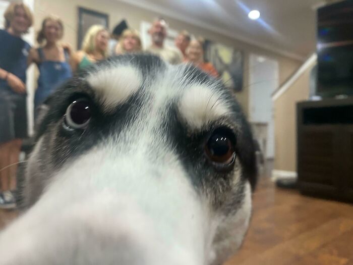 89 Funny Times Pets Crashed Photos And Totally Stole The Show