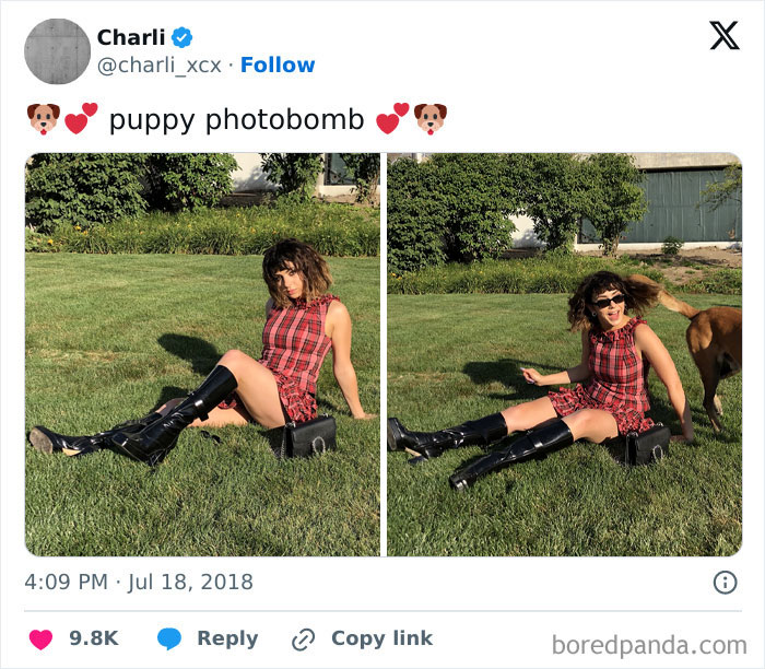 89 Funny Times Pets Crashed Photos And Totally Stole The Show