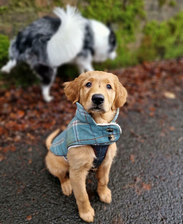 89 Funny Times Pets Crashed Photos And Totally Stole The Show