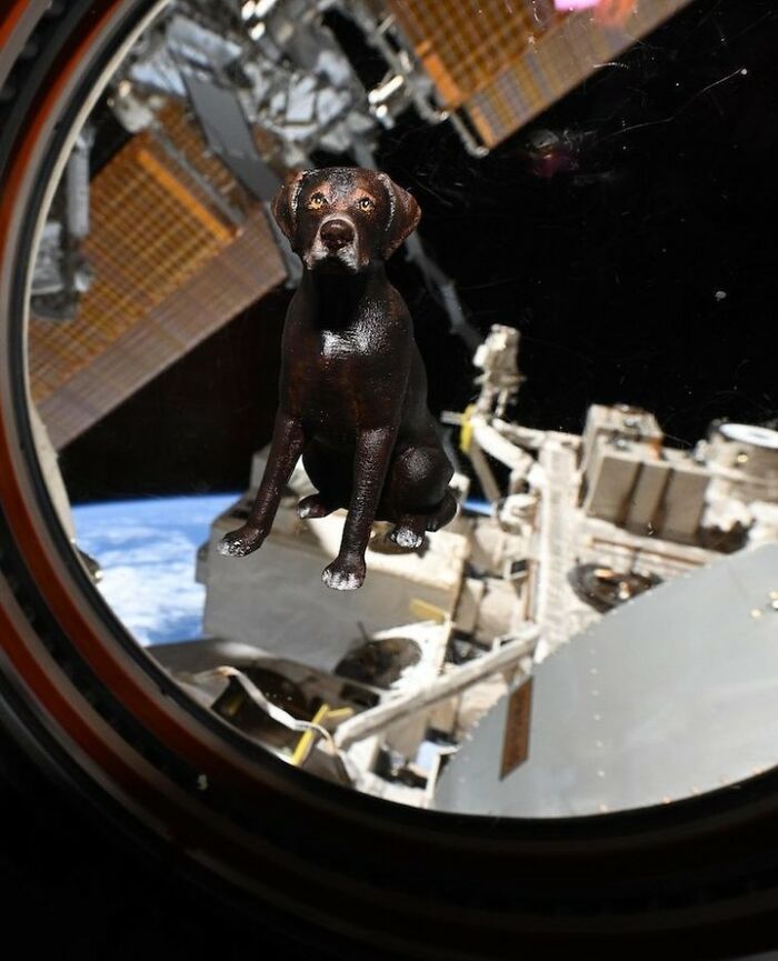 Astronaut Comes Back After 10 Long Months, Her Reunion With Dogs Melts Hearts Online