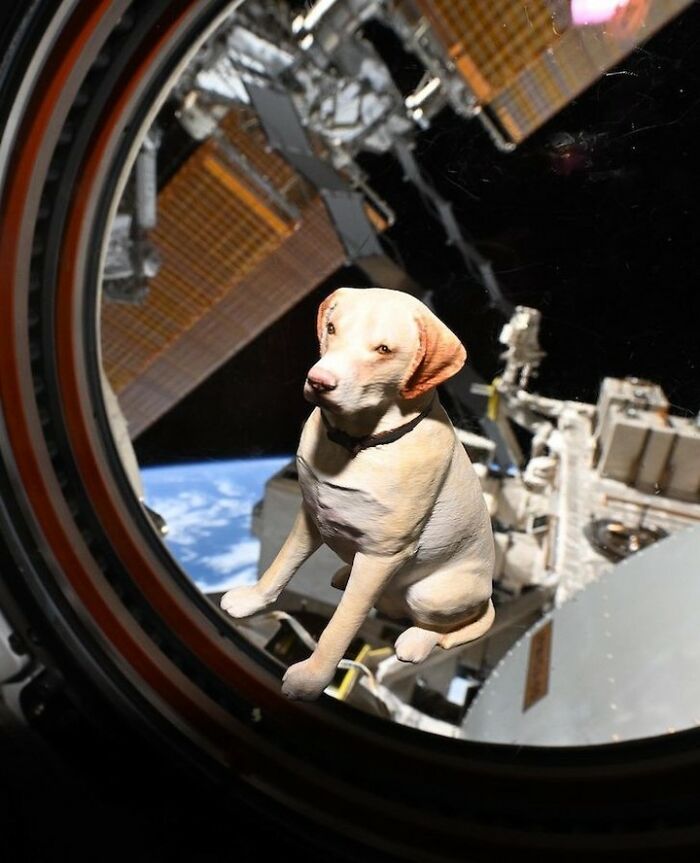 Astronaut Comes Back After 10 Long Months, Her Reunion With Dogs Melts Hearts Online