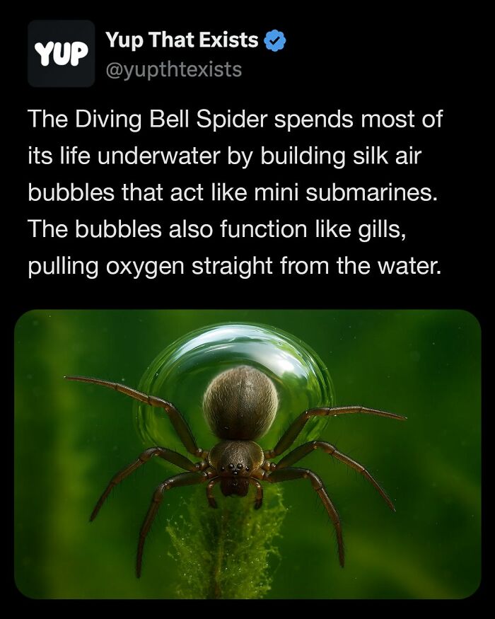 “Yup That Exists”: 109 Weird Things That Sound Made Up But Are Very Real (New Pics)