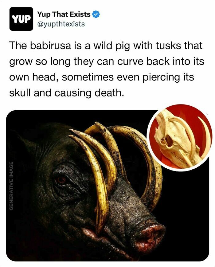 “Yup That Exists”: 109 Weird Things That Sound Made Up But Are Very Real (New Pics)