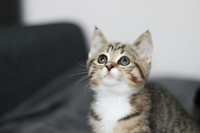 This Guy Casually Bottle-Fed A Kitten On The Subway, Now He’s Threatening To Break The Internet