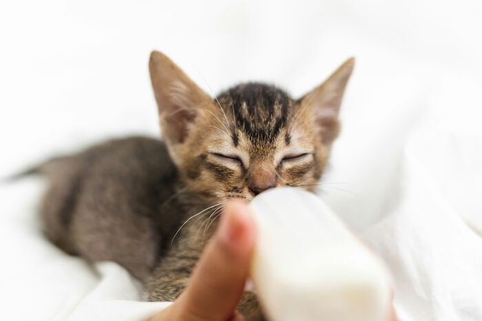 This Guy Casually Bottle-Fed A Kitten On The Subway, Now He’s Threatening To Break The Internet