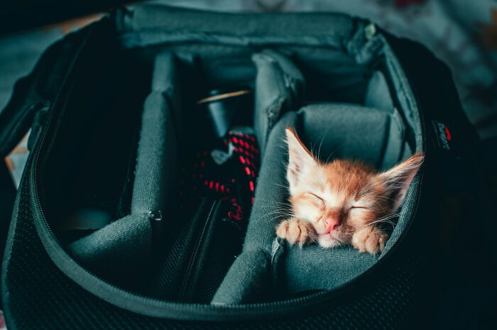 This Guy Casually Bottle-Fed A Kitten On The Subway, Now He’s Threatening To Break The Internet