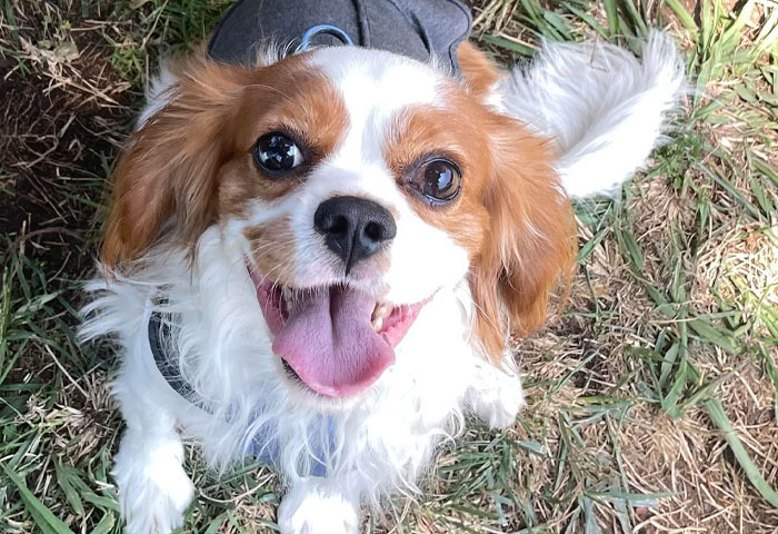 60 Adopted Animals That Are Finally Showered With Love, And It Shows (August Edition)