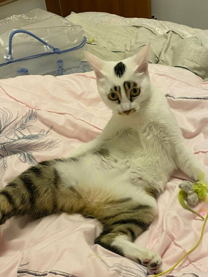 60 Adopted Animals That Are Finally Showered With Love, And It Shows (August Edition)