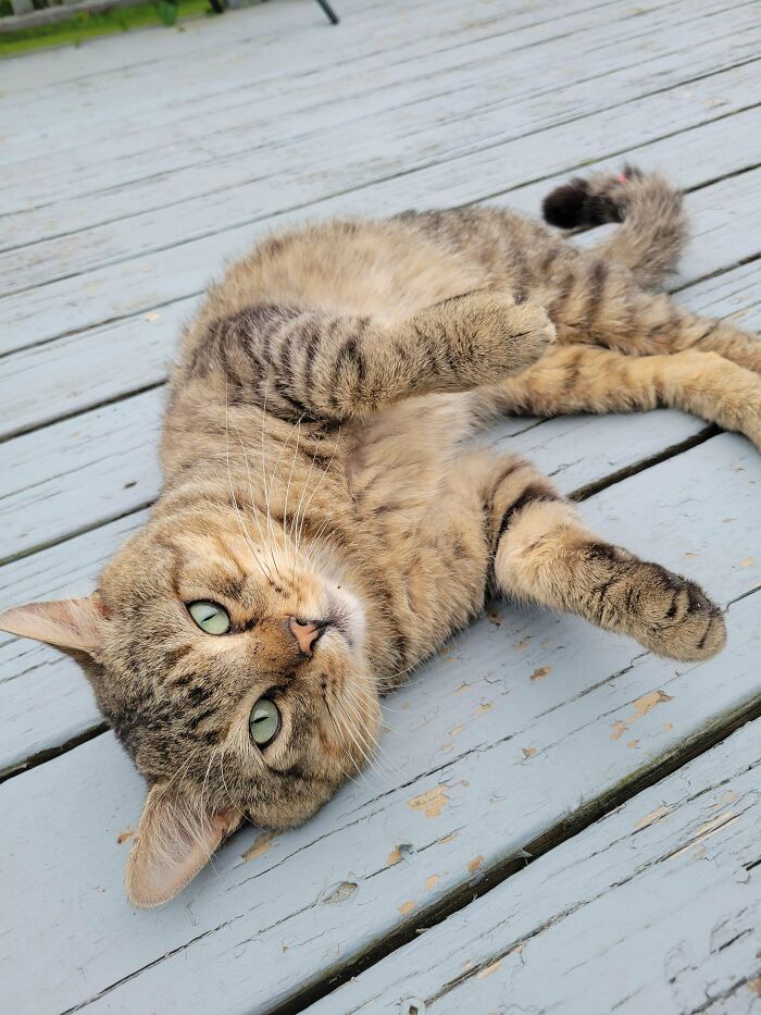 60 Adopted Animals That Are Finally Showered With Love, And It Shows (August Edition)