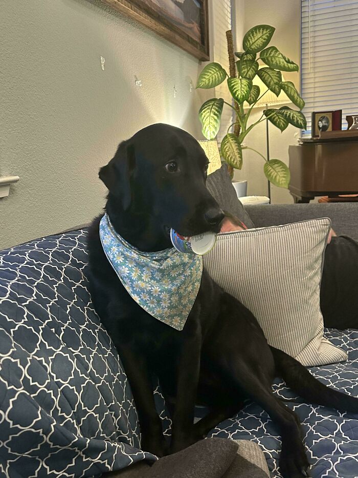 60 Adopted Animals That Are Finally Showered With Love, And It Shows (August Edition)